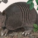armadillo