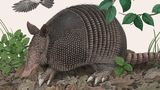 armadillo