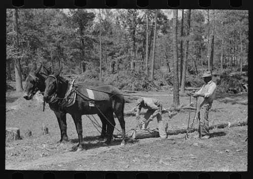 Snaking Logs in East Texas: The Hard Work Behind Sabine Farms, Marshall, 1939