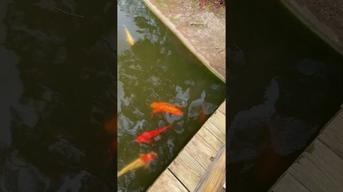 Have you been to Hermann Park in Houston Texas?