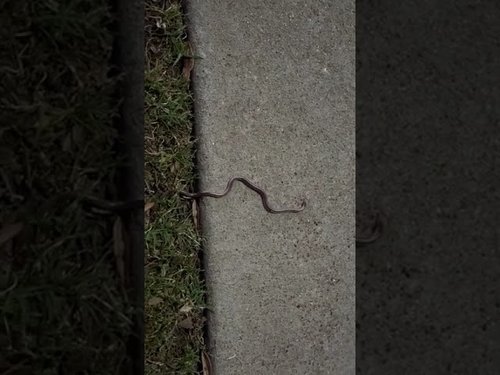 Name this snake. Found in Waco, Texas!