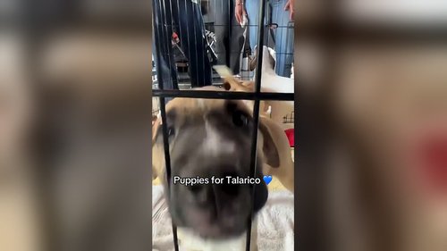 Puppies for Talarico