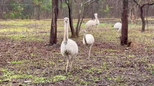Preparing The Urban Rescue Ranch for a Texas Freeze